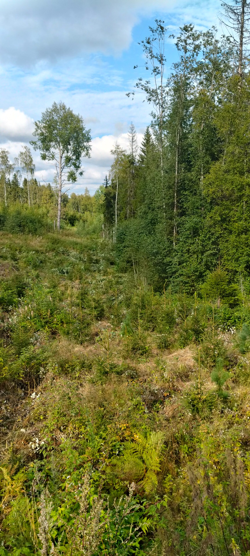Vihreä metsämaisema, nuoria puita ja tiheää kasvillisuutta, taustalla sininen pilvinen taivas.