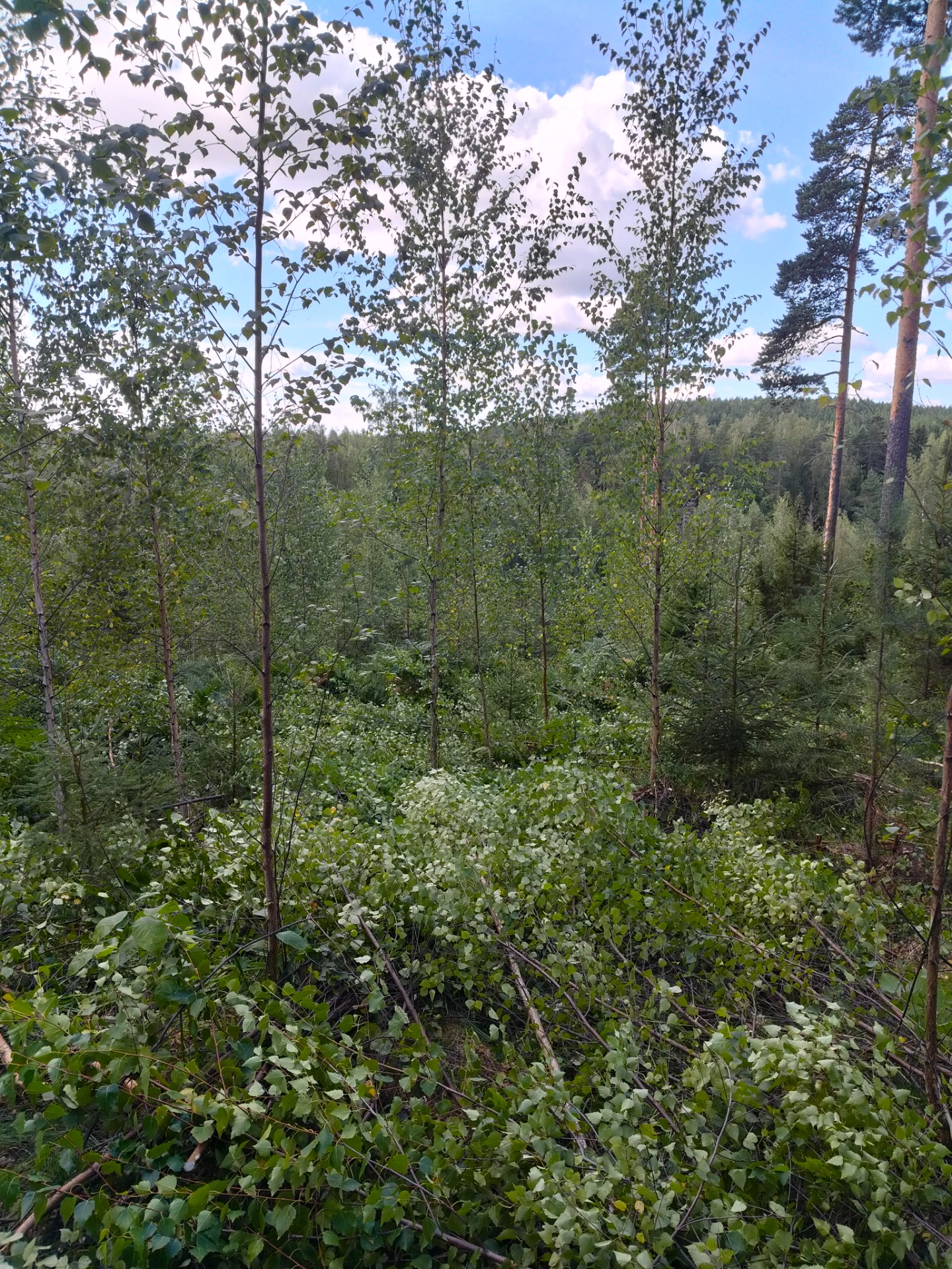 Lehtipuita ja nuoria taimia metsässä, vihreää kasvustoa ja taustalla sininen taivas pilvien lomassa.
