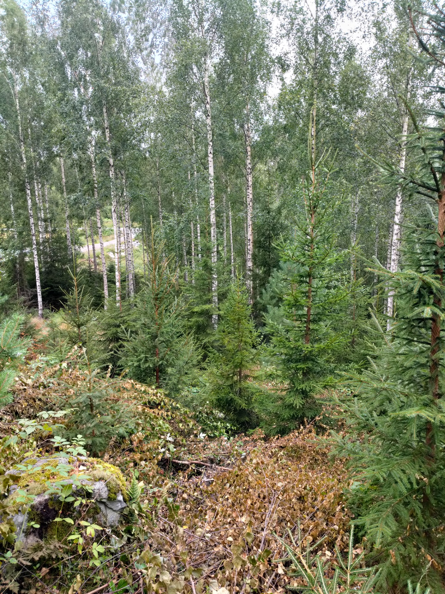 Koivumetsä, valkoisia runkoja ja vihreää havupuustoa, sammalta ja lehtiä maassa, taustalla metsänpolku.